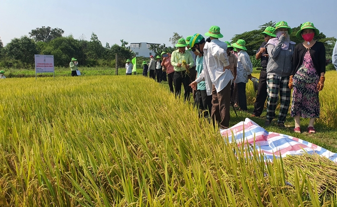 Nông dân hào hứng khi chứng kiến lúa TBR97 thể hiện những ưu điểm vượt trội tại mô hình cánh đồng mẫu lớn ở xã Tịnh Phong (Sơn Tịnh, Quảng Ngãi). Ảnh: L.K.