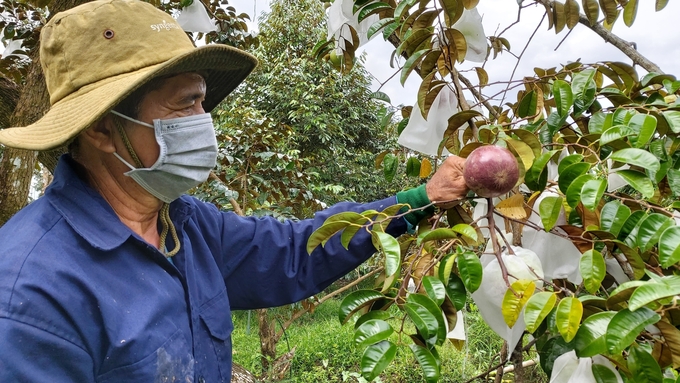 Purple milk breast in Can Tho is one of the commodities with a stable export market. Photo: Kim Anh.