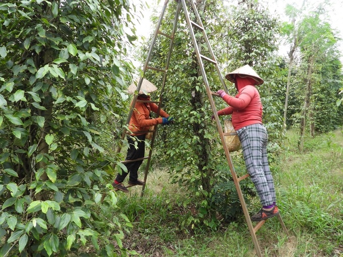 Pepper prices fell sharply while costs of inputs and hiring workers to collect and care for them increased. Photo: Tran trung.