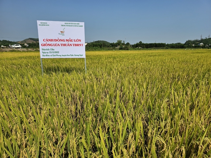 Lúa TBR97 cho thấy sự thích nghi tốt với điều kiện khí hậu, thổ nhưỡng trên các đồng đất ở tỉnh Quảng Ngãi. Ảnh: L.K.