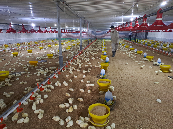 Trang trại gà áp dụng công nghệ cao tại xã Thượng Yên Công, TP Uông Bí. Ảnh: Cường Vũ.
