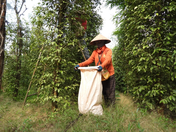 Many large pepper growing areas of Binh Phuoc province are at risk of being wiped out. Photo: Tran Trung.