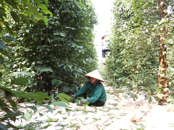 Linking to produce organically and meeting international standards is a trend among pepper-growing households. Photo: Tran Trung.