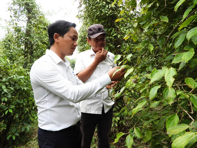 The technical staff of Nedspice Company guides farmers in growing organic pepper. Photo: Tran Trung.