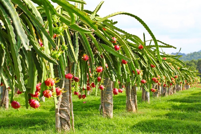 Thai consumers particularly enjoy dragon fruit.