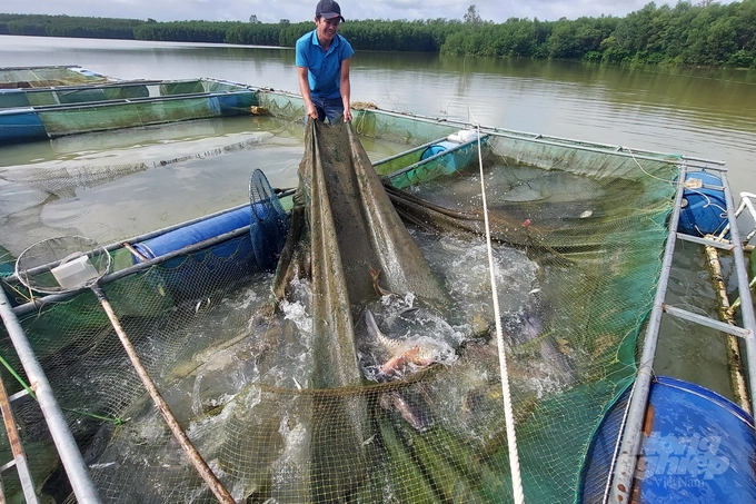 Aquaculture in cages in Quang Tri has not brought into full play its potential and advantages. Photo: Vo Dung.
