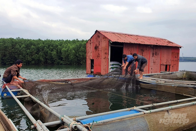 Quang Tri is a province with great potential for developing aquaculture in cages. Photo: Vo Dung.