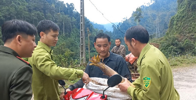 Cán bộ kiểm lâm huyện Văn Bàn hướng dẫn người dân khai thác măng vầu trong rừng đúng quy định. Ảnh: H. Đăng.