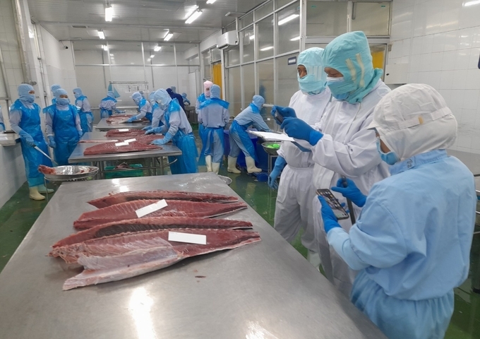 Cá bảo quản công nghệ mới được lấy mẫu đưa vào nhà máy xuất khẩu cá ngừ để kiểm tra chất lượng. Ảnh: Kim Sơ.