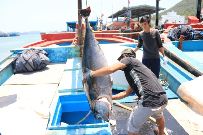 Cá ngừ bảo quản bằng phương pháp truyền thống bằng đá xay. Ảnh: Kim Sơ.