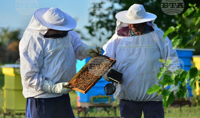 A bee farm in the northeastern Razgrad region, Ludogortsi, July 22, 2022.  Photo: BTA