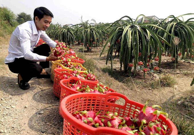 Cần chọn một số nông sản đặc trưng, có thế mạnh để xây dựng thương hiệu quốc gia.