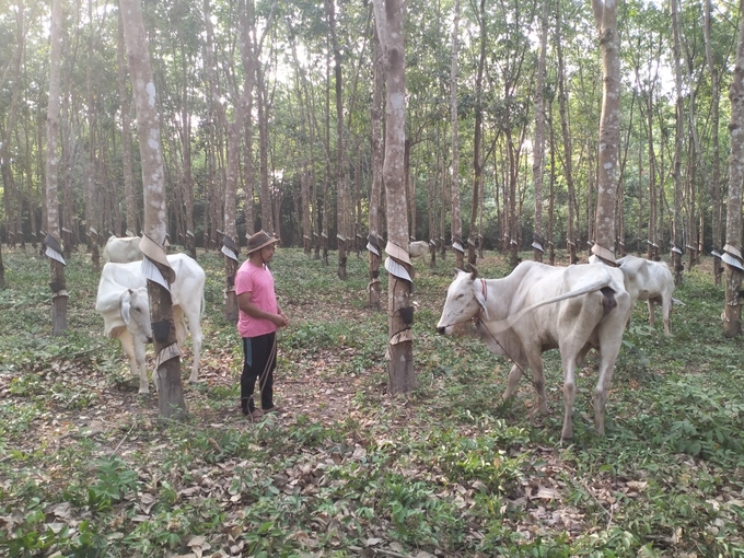 Anh công nhân cạo mũ Choi Sa Don nuôi bò tăng thêm thu nhập.