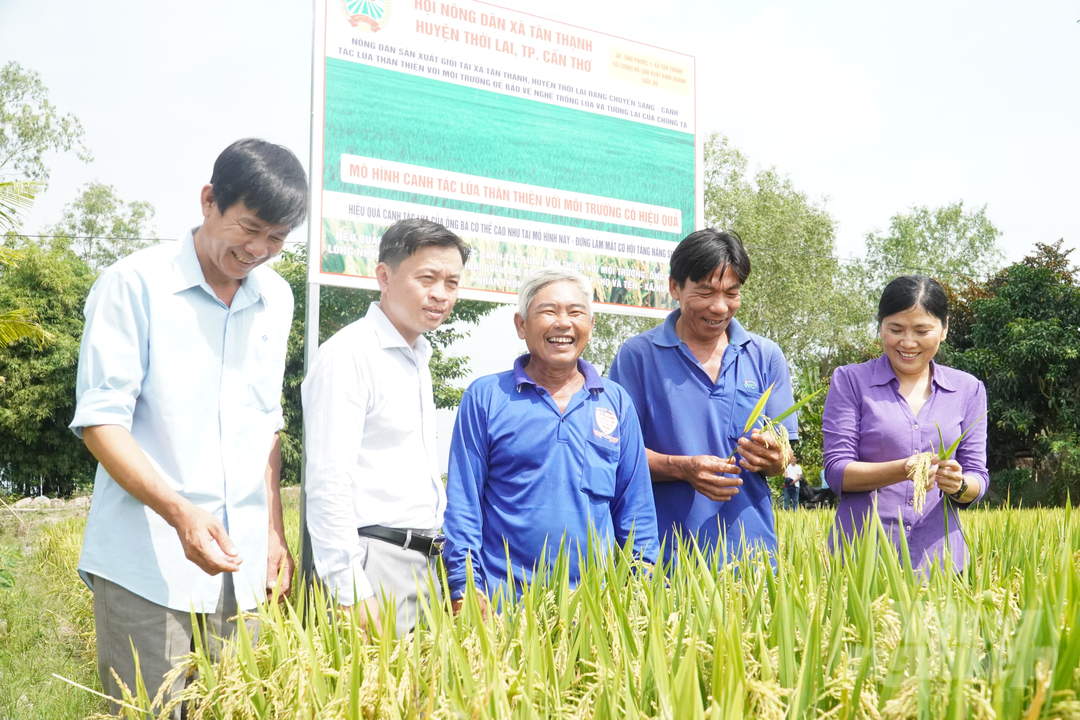 Nông dân bắt đầu quan tâm và đẩy mạnh trồng lúa thân thiện với môi trường. Ảnh: Kim Anh.