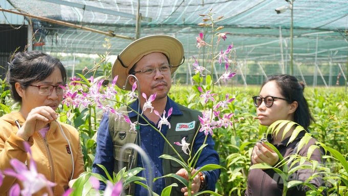 Hiện ngành Khuyến nông TP và các nhà vườn đang bước vào giai đoạn chăm sóc cuối cùng, chuẩn bị cho Festival Hoa lan vào dịp lễ 30/4. Ảnh: Lê Bình.