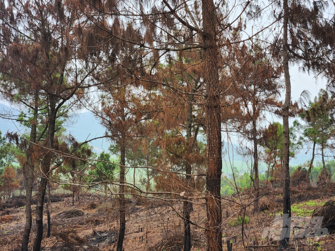 Hàng trăm cây thông khác nằm trong tình trạng bị cháy xém phần gốc, lá thông chuyển thành màu vàng và nâu đỏ khó có khả năng phục hồi. Ảnh: Quốc Toản.