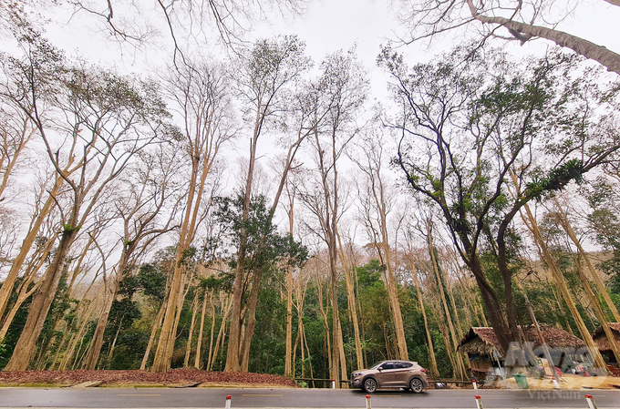 Kể từ khi Chỉ thị số 13-CT/TW có hiệu lực, trách nhiệm quản lý, bảo vệ và phát triển rừng tại Nghệ An được cải thiện thấy rõ. Ảnh: Việt Khánh. 