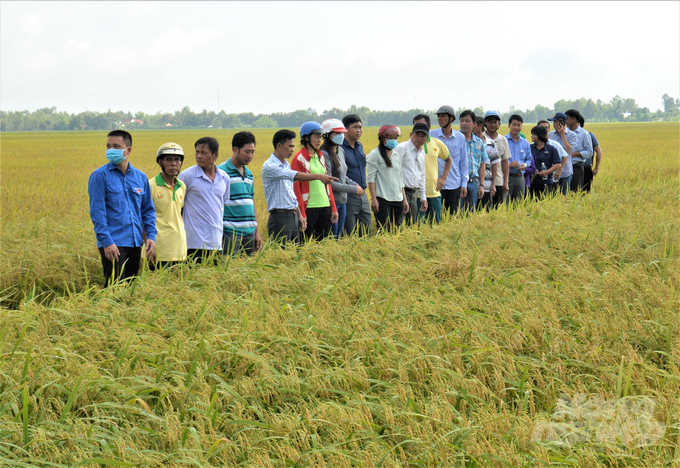 Triển khai Đề án phát triển bền vững 1 triệu ha lúa chuyên canh chất lượng cao gắn với tăng trưởng xanh, sẽ có hàng triệu hộ nông dân ĐBSCL được hưởng lợi. Ảnh: Trung Chánh.