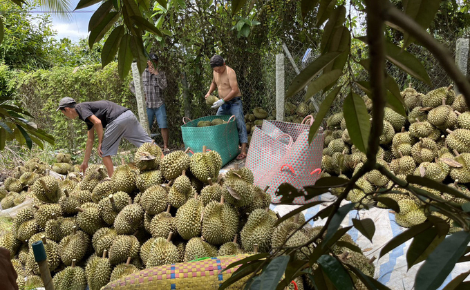 Công ty TNHH Đầu tư Phát triển Vạn Hòa thu mua vườn sầu riêng của người dân theo giá đã ký ban đầu dù giá giảm sâu. Ảnh: Quang Yên.