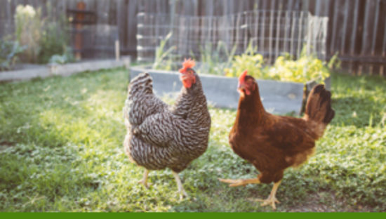 backyard-flock-chickens-550x312