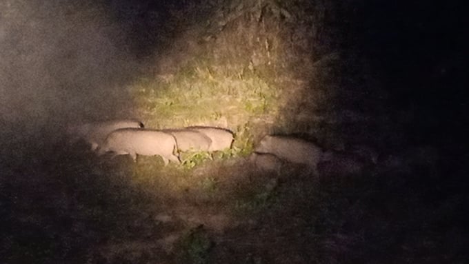Wild boars looking for food in the night. Photo: Tran Trung.