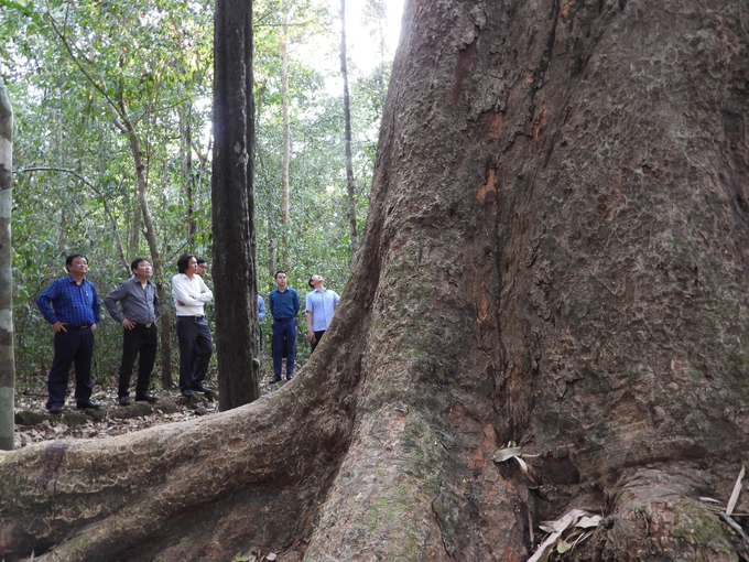 'Bac Dong' is a more than 700-year-old Afzelia xylocarpa tree, 30 m tall. The trunk diameter in the lower part is nearly 4m. Photo: Tran Trung.