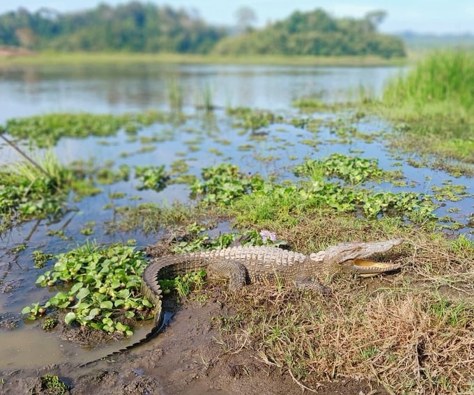 Freshwater crocodile in Bau Sau. Photo: Tran Trung.