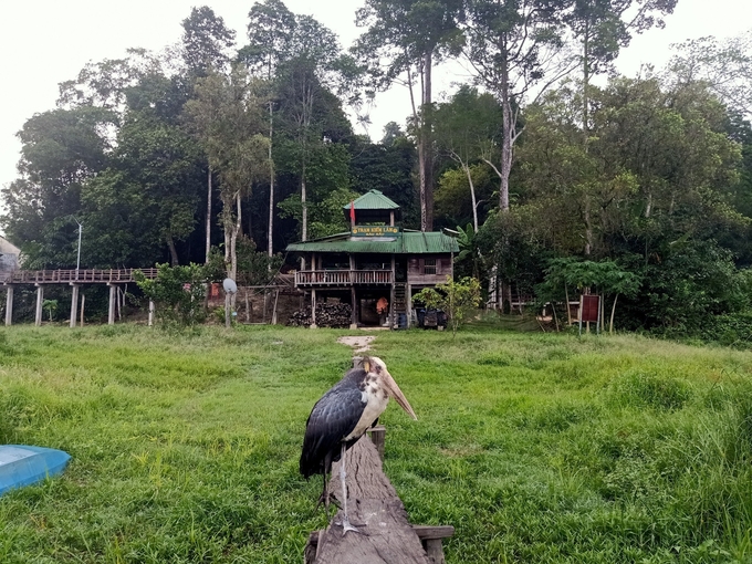 The contents of this project will play a very important role in maintaining and developing the biodiversity resources of the Cat Tien National Park ecosystem in the future. Photo: Tran Trung.