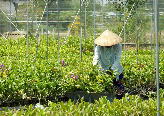 Vườn hoa lan của ông Nguyễn Văn Hoàng. Ảnh: Thanh Sơn.