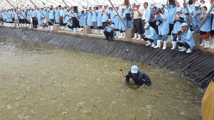 Vietnam Australia Group harvesting commercial shrimp. Photo: DT.