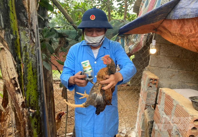 Trước diễn biến khó lường của dịch cúm gia cầm A/H5N1 thời gian qua, đòi hỏi các cơ sở chăn nuôi trên địa bàn Nghệ An phải đẩy nhanh công tác tiêm phòng vacxin theo kế hoạch đề ra. Ảnh: Việt Khánh.