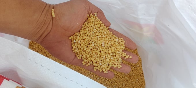 DAP Cà Mau đã được kiểm chứng chất lượng, kích thước hạt phân đồng đều, đáp ứng các tiêu chí khắt khe và được ưa chuộng tại nhiều quốc gia.