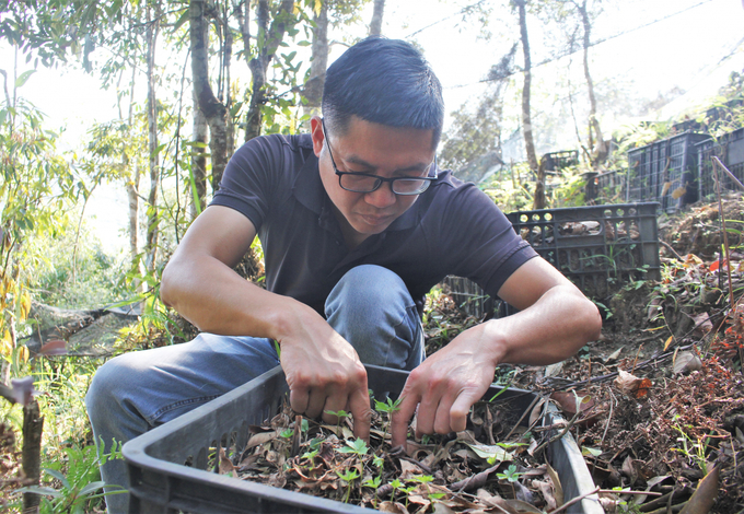Many units and businesses have invested in developing Lai Chau ginseng. Photo: Trung Quan.