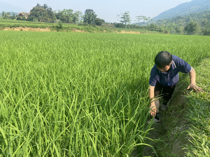 Ruộng cạn khô đúng thời điểm làm đòng, bà con nông dân lo lắng nguy cơ mất mùa. Ảnh: Hải Đăng