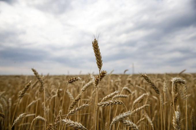 Wheat grows in the Russian Federation.