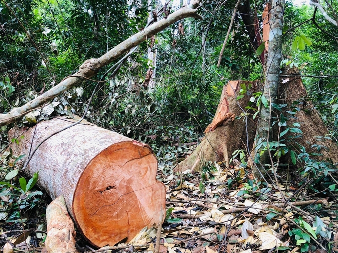 Để lâm tặc khai thác gỗ trái phép, nhiều cán bộ giữ rừng bị kỷ luật.