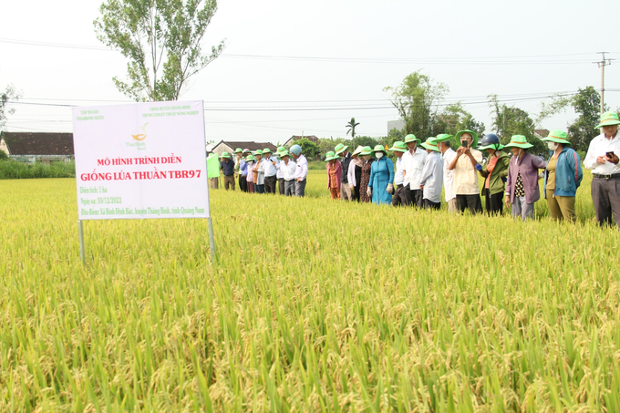 Giống lúa TBR97 thích ứng tốt tại chân đất ở xã Bình Định Bắc (huyện Thăng Bình, Quảng Nam). Ảnh: L.K.