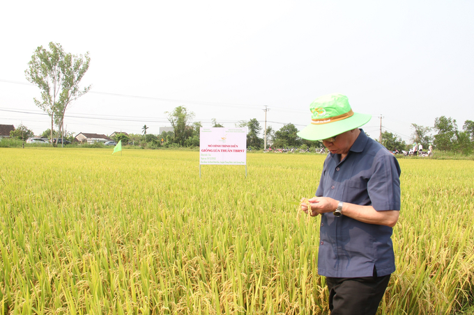 Ông Trần Mạnh Báo, Chủ tịch HĐQT, Tổng Giám đốc Công ty Cổ phần Tập đoàn ThaiBinh Seed trực tiếp đến kiểm tra mô hình trình diễn giống lúa TBR97 tại huyện Thăng Bình (Quảng Nam). Ảnh: L.K.