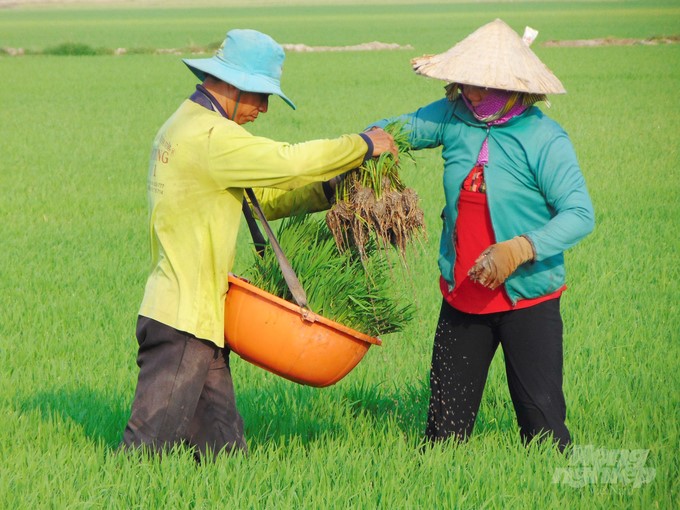 Dong Thap registered the specialized area for high-quality rice cultivation in the whole province at 70,000 ha by 2025 and 163,000 ha by 2030. Photo: Le Hoang Vu.