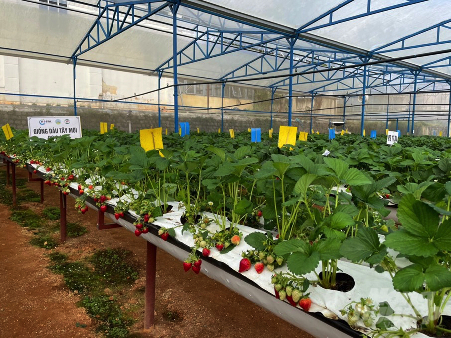 Hiện nông dân tại Đà Lạt đã đề nghị Trung tâm Nghiên cứu Khoai tây, Rau và Hoa nhân giống dâu tây mới để đáp ứng nhu cầu sản xuất. Ảnh: M.H.