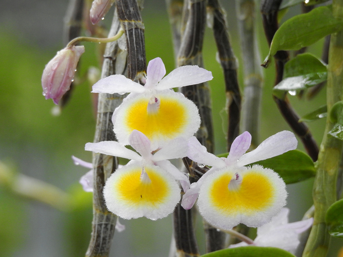 Orchids can be maintained for a long time, and they have a wide variety of colors. Photo: Thanh Son.