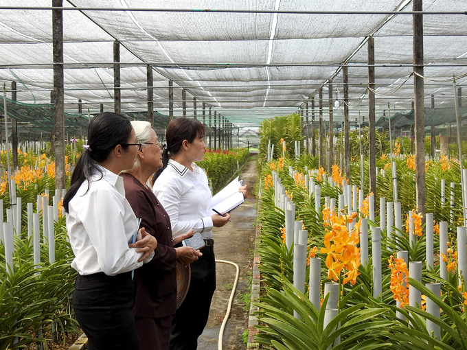 Agricultural extension officers exchanging orchid planting techniques with Ms. Nguyen Thi Be (brown shirt), the owner of Minh Dung orchid garden, Cu Chi district. Photo: Thanh Son.