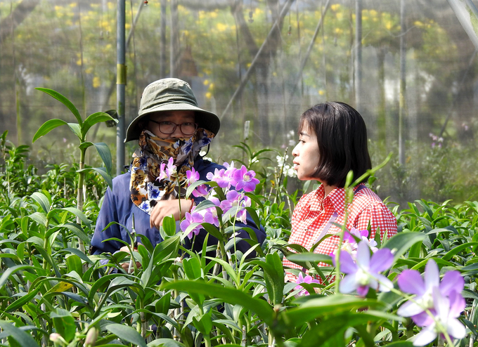 Combinations of hybrid orchids at the Biotechnology Center of Ho Chi Minh city. Photo: Thanh Son.