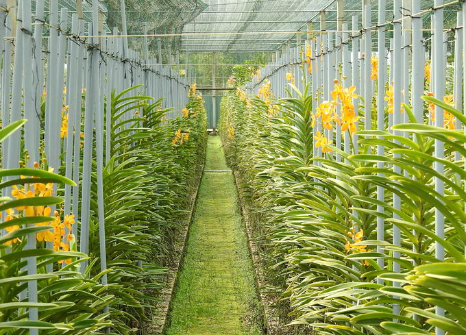 Mokara orchid garden of Mr. Tran Hong Phuc in Thai My commune, Cu Chi district. Photo: Thanh Son.