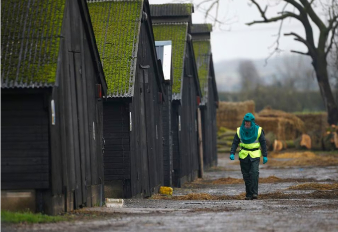 An official walks through a duck farm in Nafferton, northern England November 18, 2014. Photo: Reuters