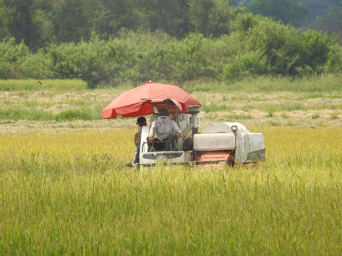 Harvesting rice in the Southeast. Photo: Son Trang.