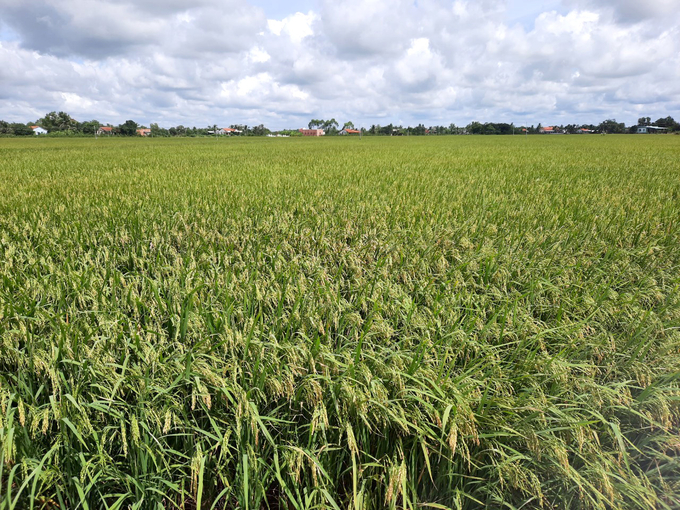 A rice field in Long An province. Photo: Son Trang.