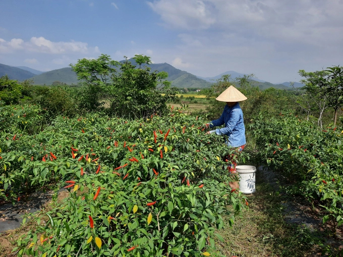 Farmers in Tay Giang commune (Tay Son district, Binh Dinh) are harvesting hot peppers. Photo: V.D.T.