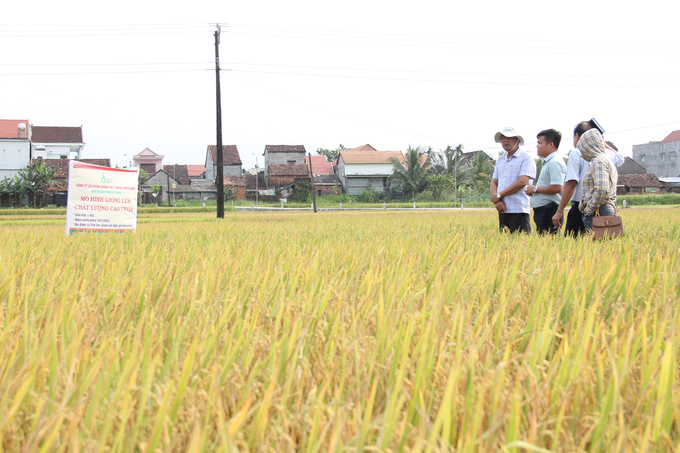 Giống lúa VN121 sinh trưởng, phát triển tốt trên cánh đồng ở xã Tịnh Sơn (huyện Sơn Tịnh, Quảng Ngãi).