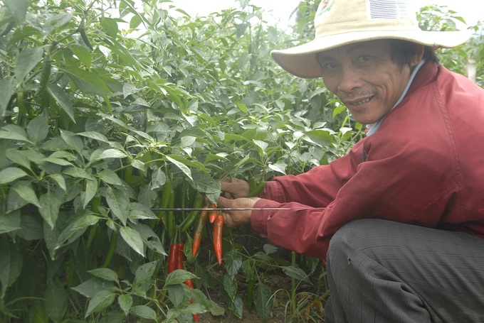 Chili in Binh Dinh this year has a high price, currently ranging from VND 35,000 to 40,000 per kg. Photo: V.D.T.